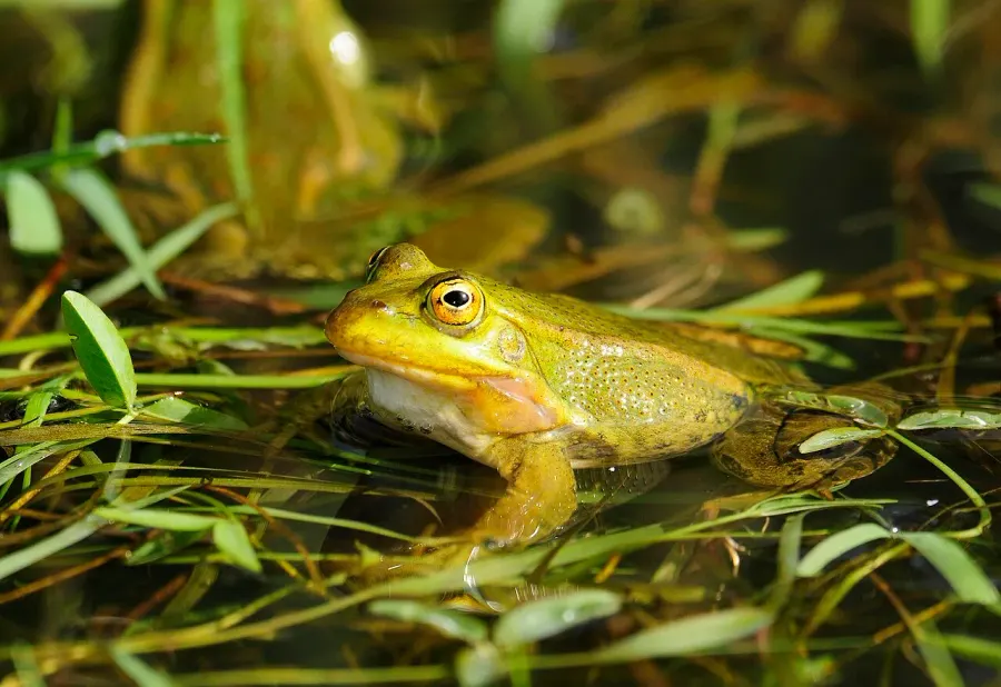 La carte Pelophylax bergeri