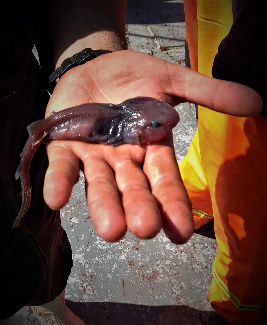 The Lollipop catshark card