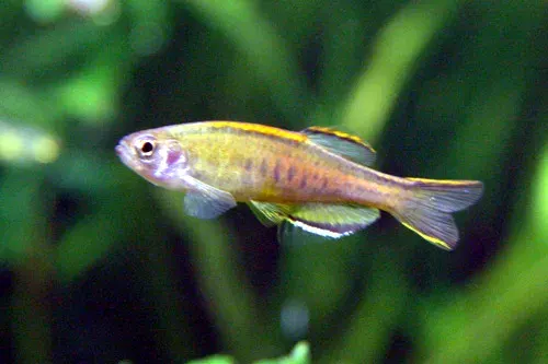 The Glowlight danio card