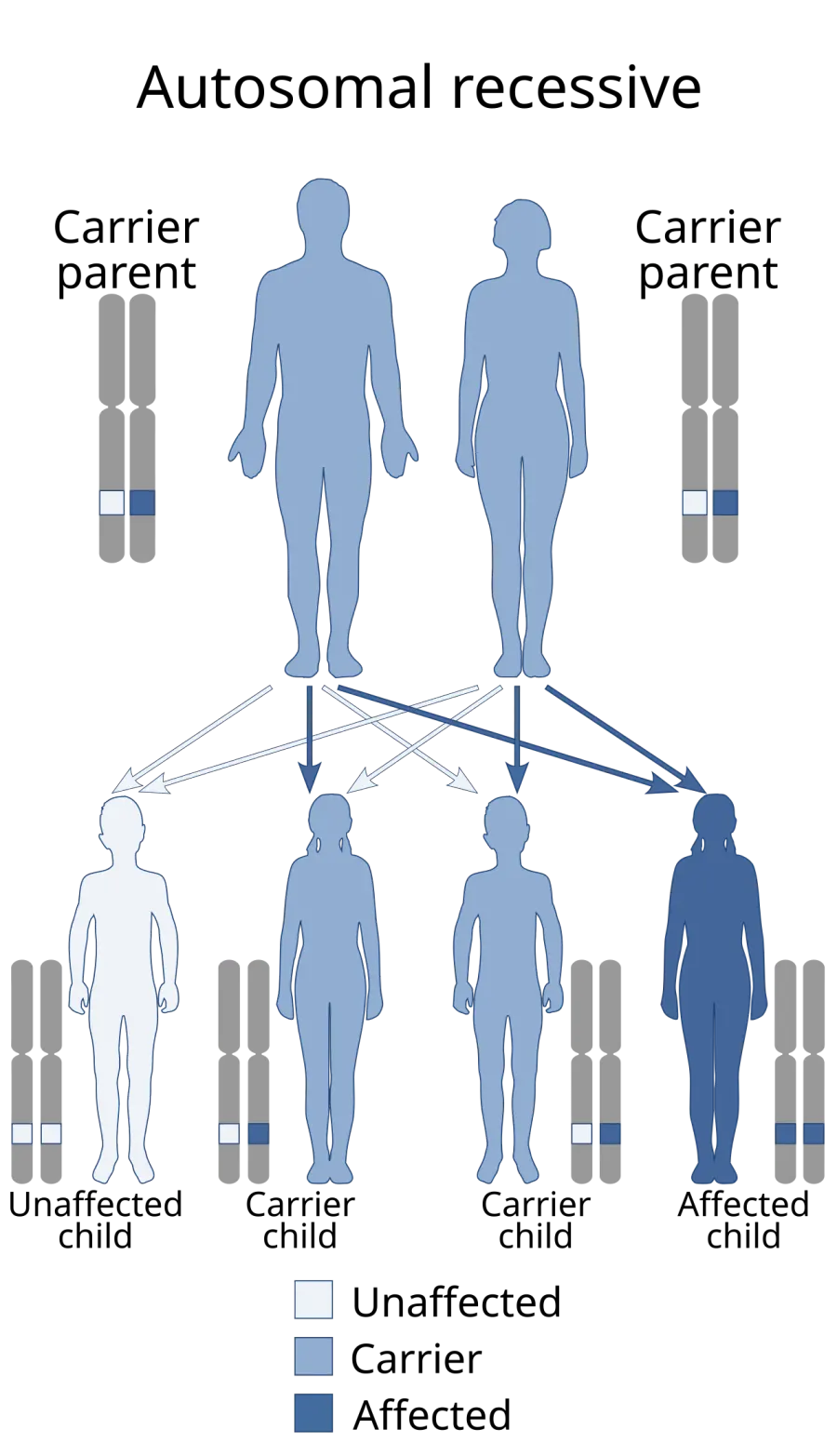 La carte Syndrome de Bardet-Biedl