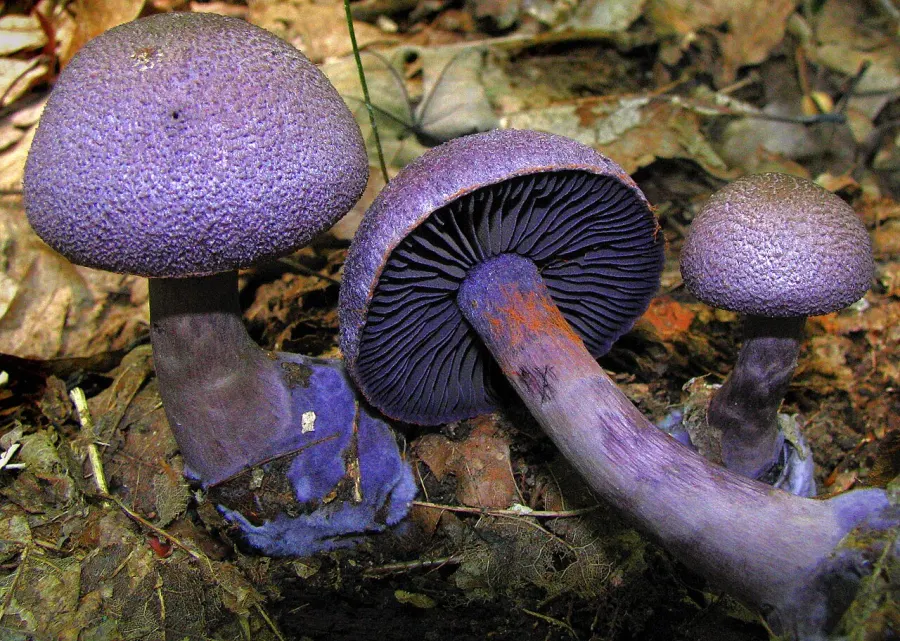 La carte Cortinaire violet