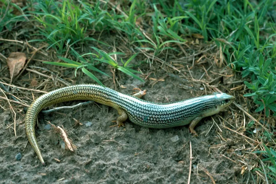 La carte Plestiodon obsoletus