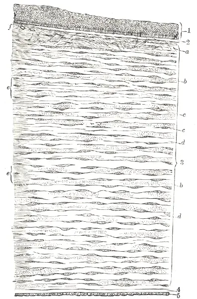 La carte Cornée