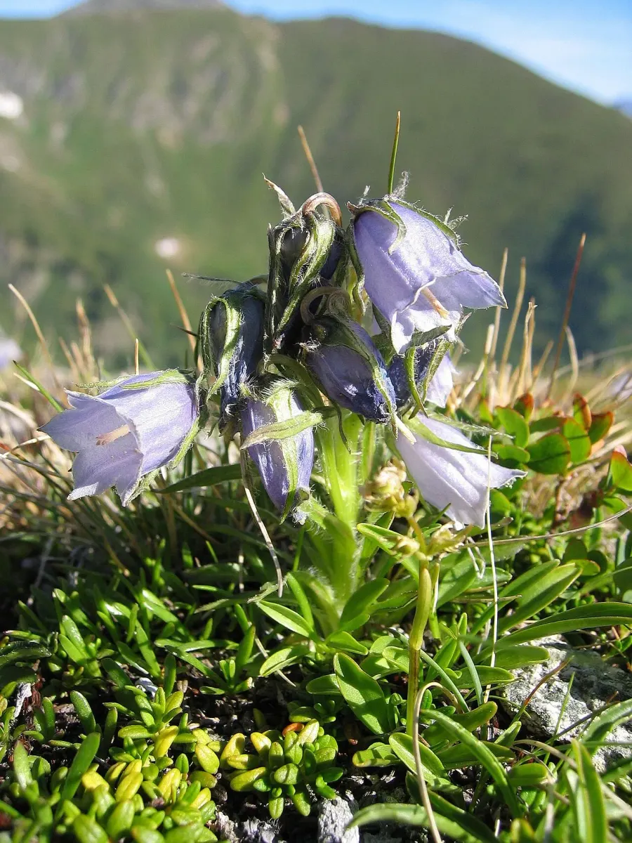 The Campanula alpina card