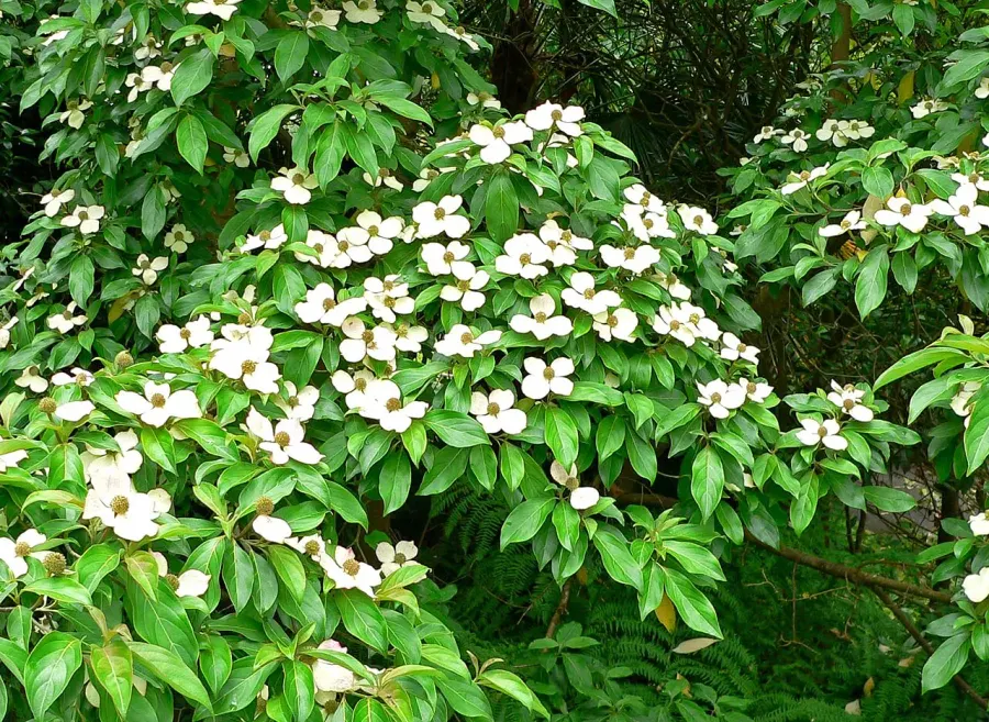 The Cornus capitata card