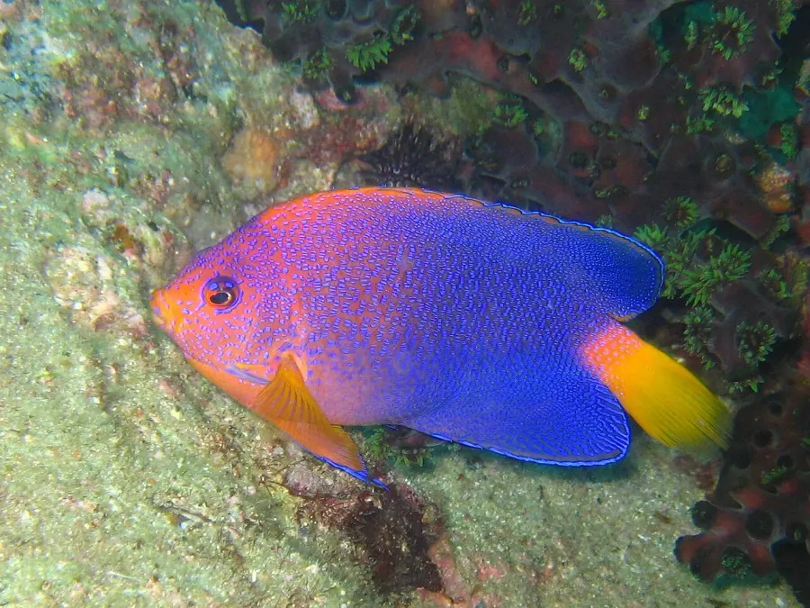 The Japanese angelfish card