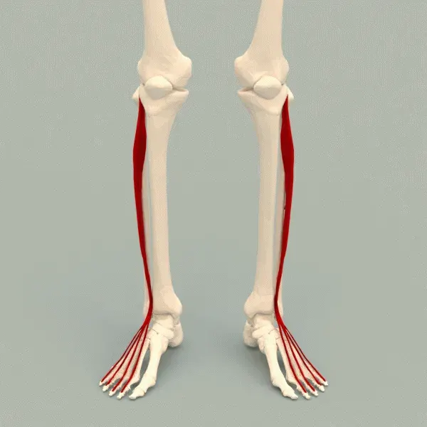 The Extensor digitorum longus muscle card