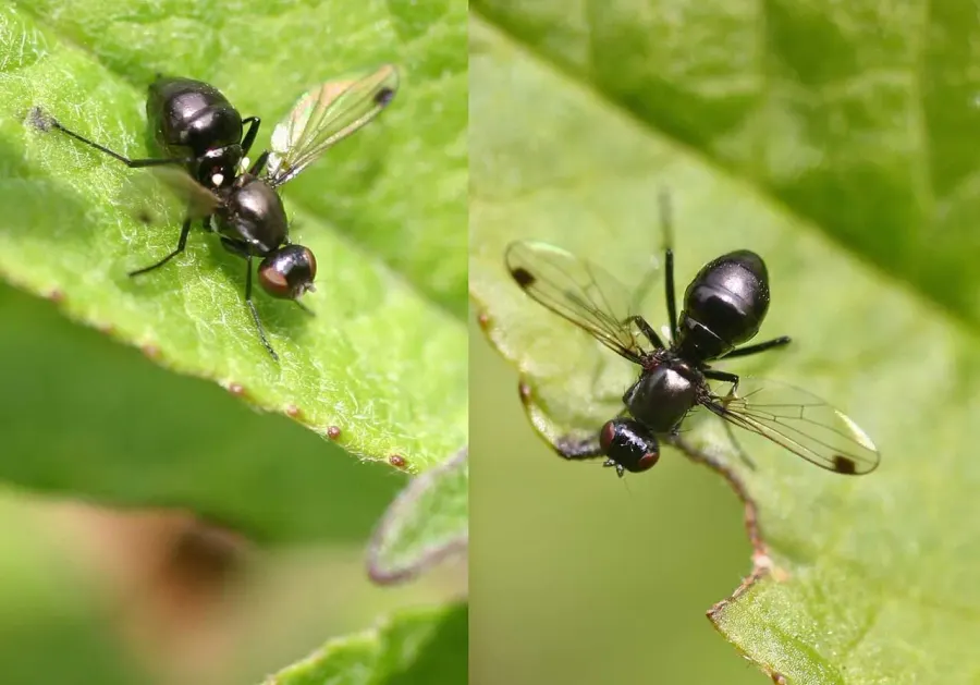The Sepsidae card