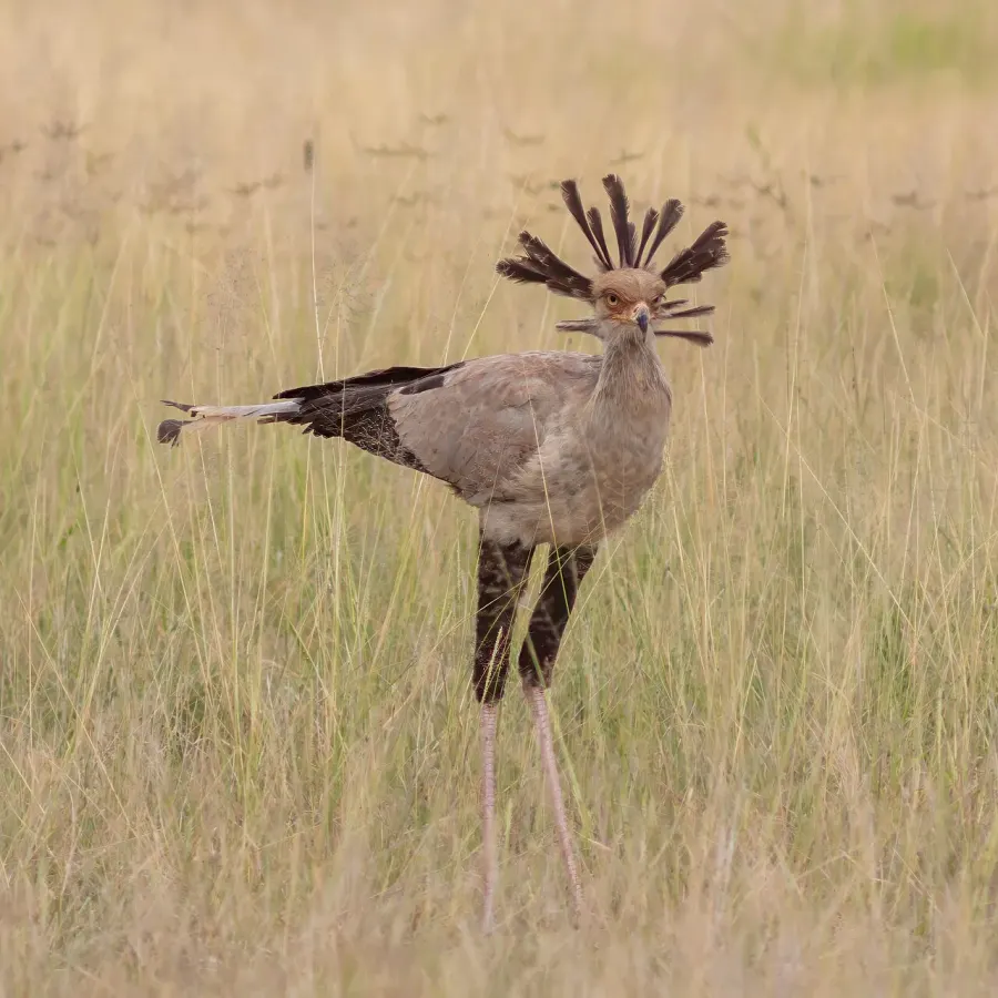 The Secretarybird card
