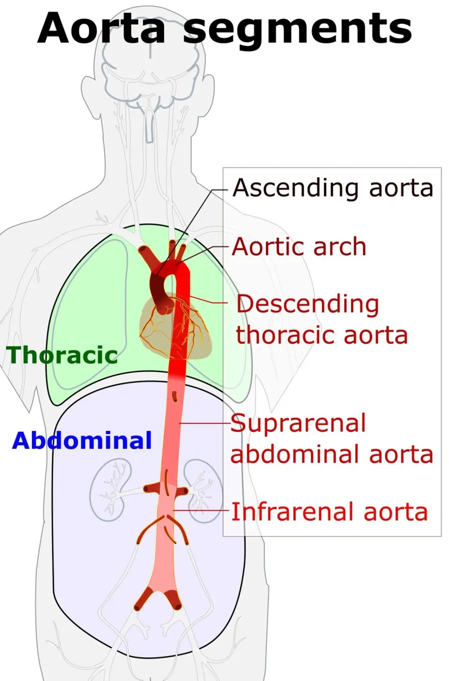 The Aortic rupture card