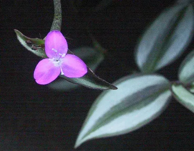 The Tradescantia zebrina card