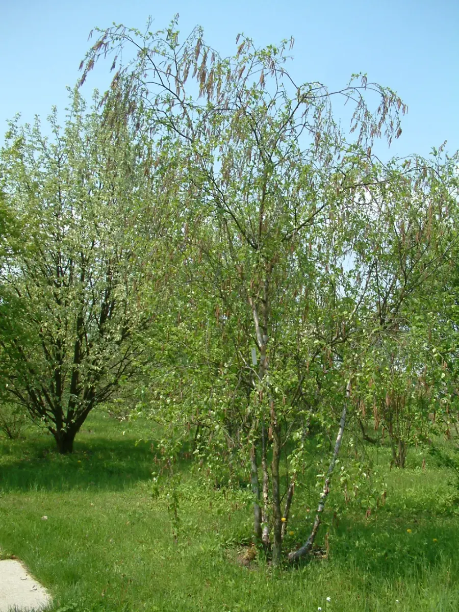 The Betula raddeana card