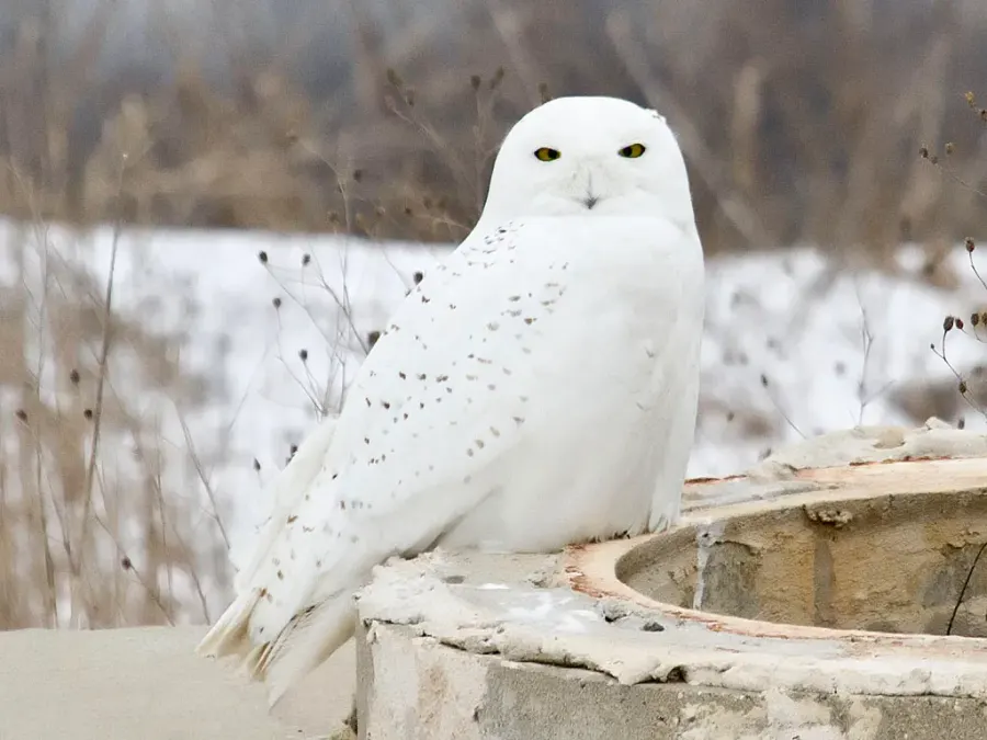 The Snowy owl card