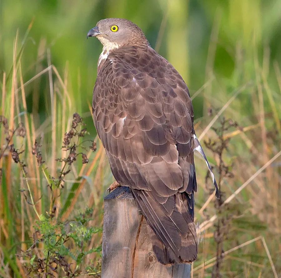 The European honey buzzard card