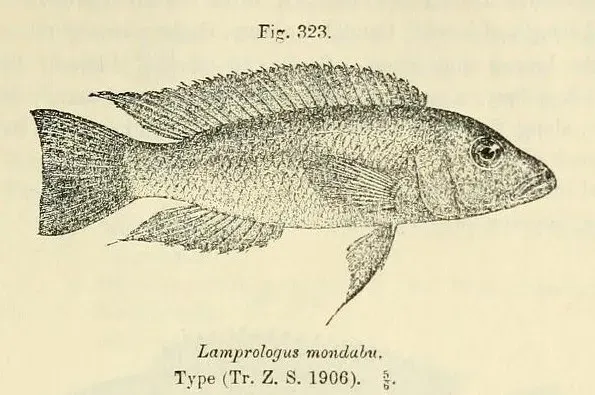 The Neolamprologus mondabu card