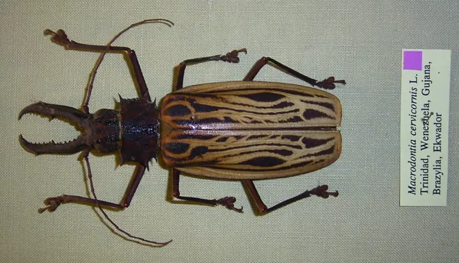 La carte Macrodontia