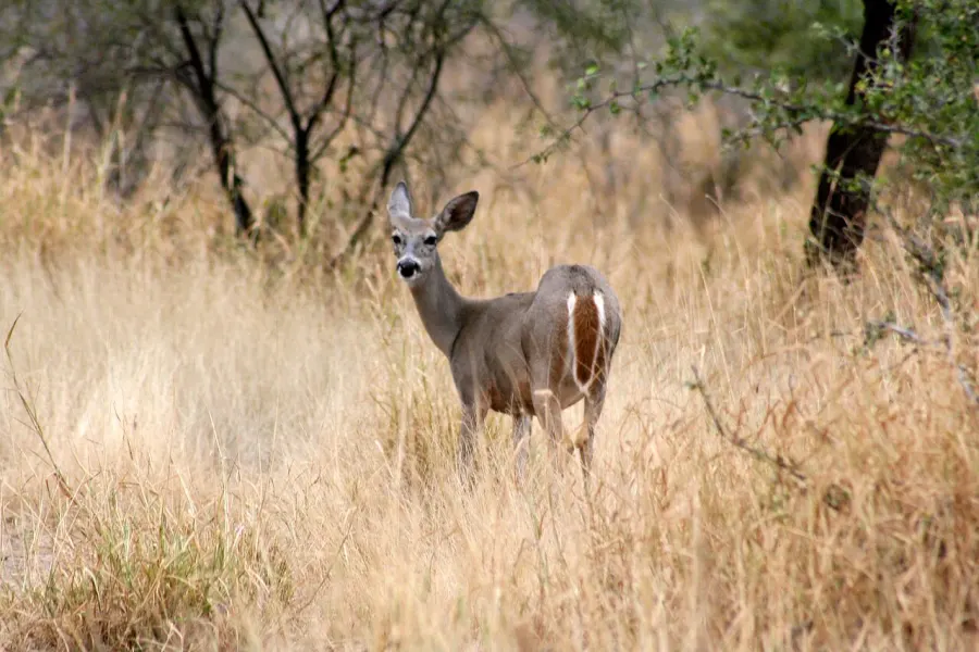 La carte Mazatán
