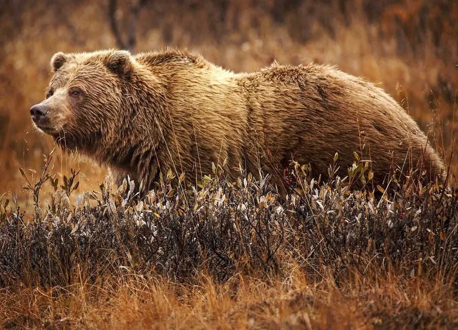 La carte Grizzly