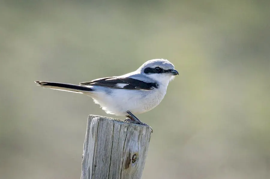 The Shrike card