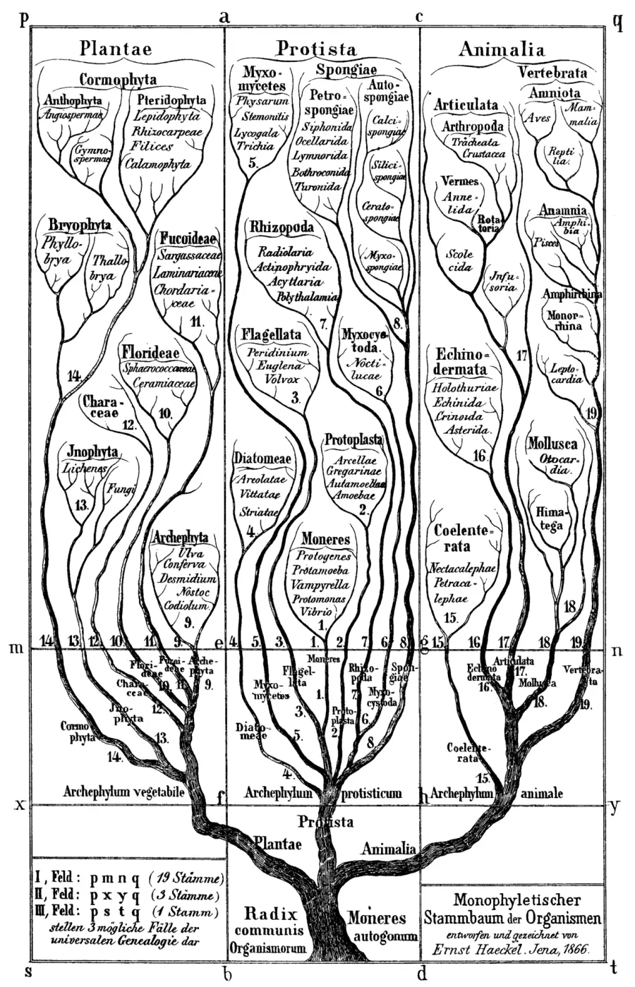 La carte Phylogénie
