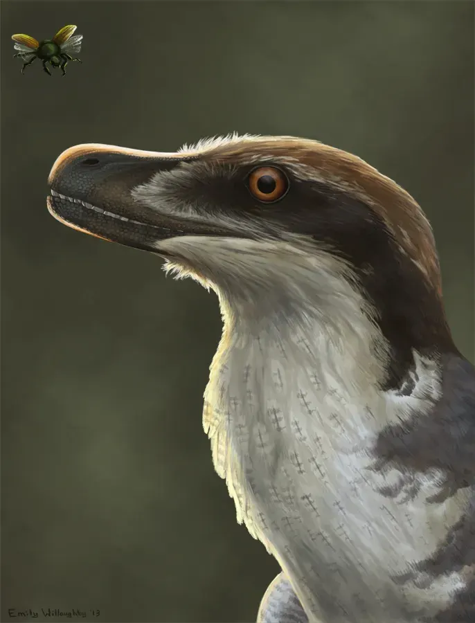 The Acheroraptor card