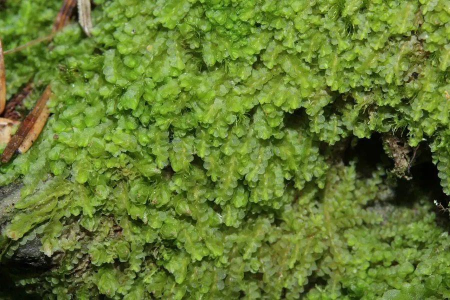 La carte Jungermanniaceae