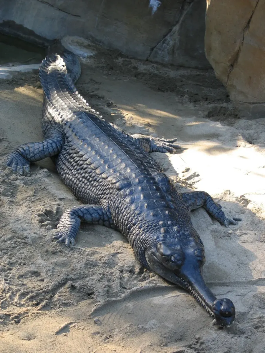 The Gharial card