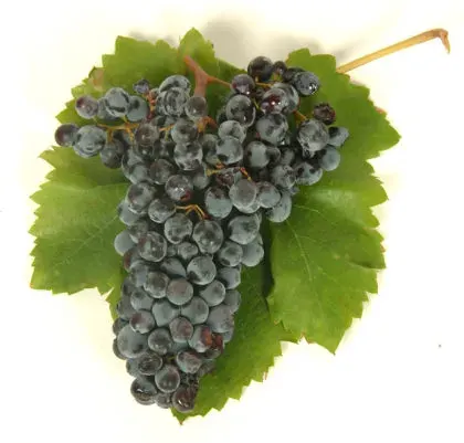 The Nero d'Avola card