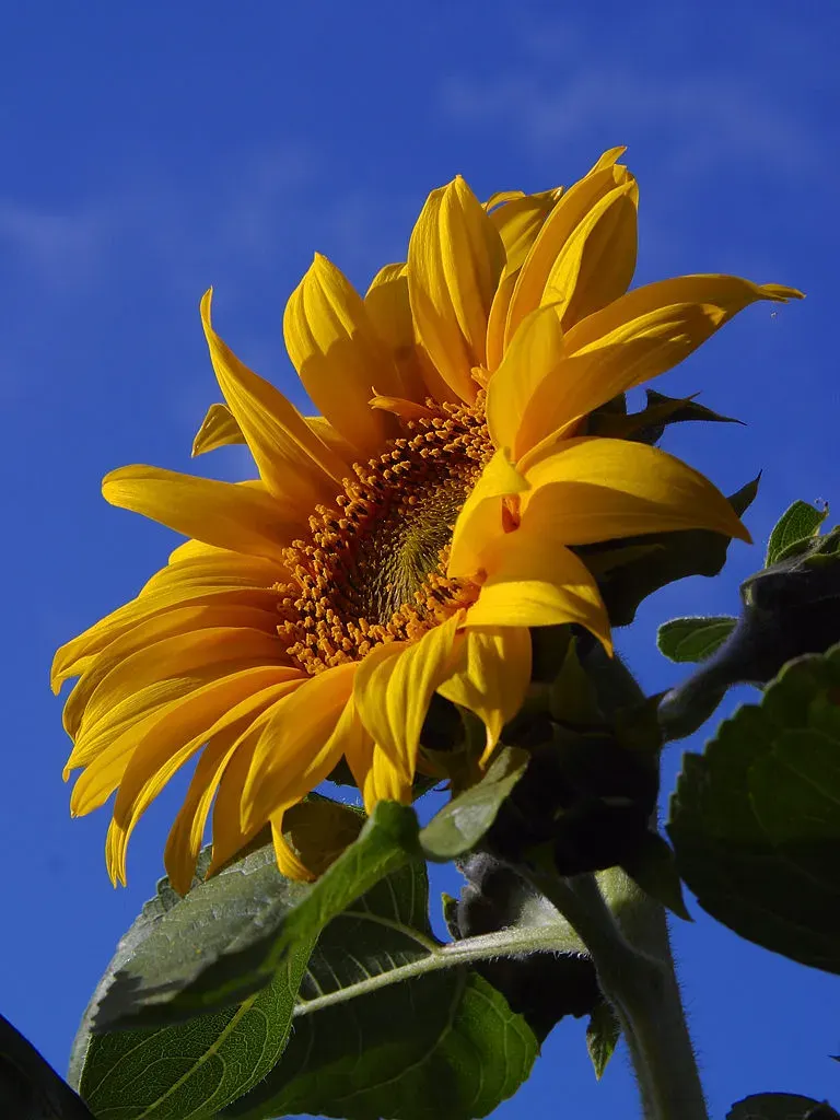 La carte Tournesol