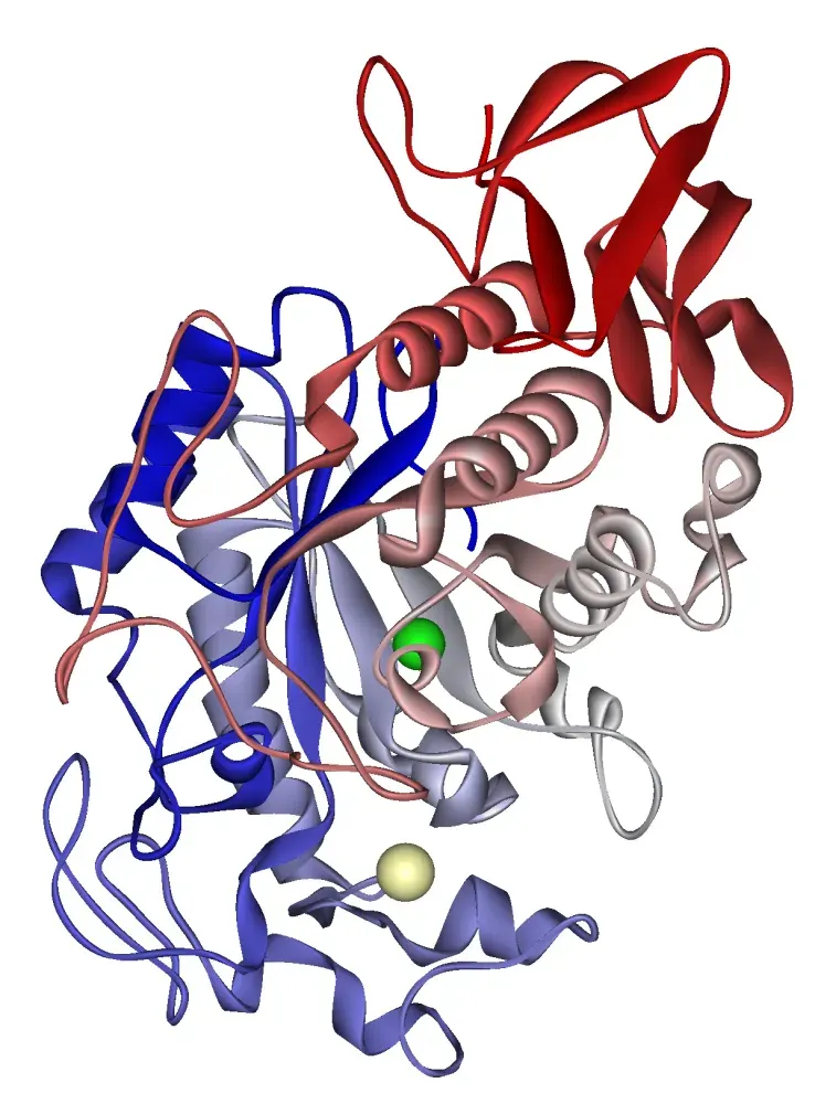 La carte Amylase