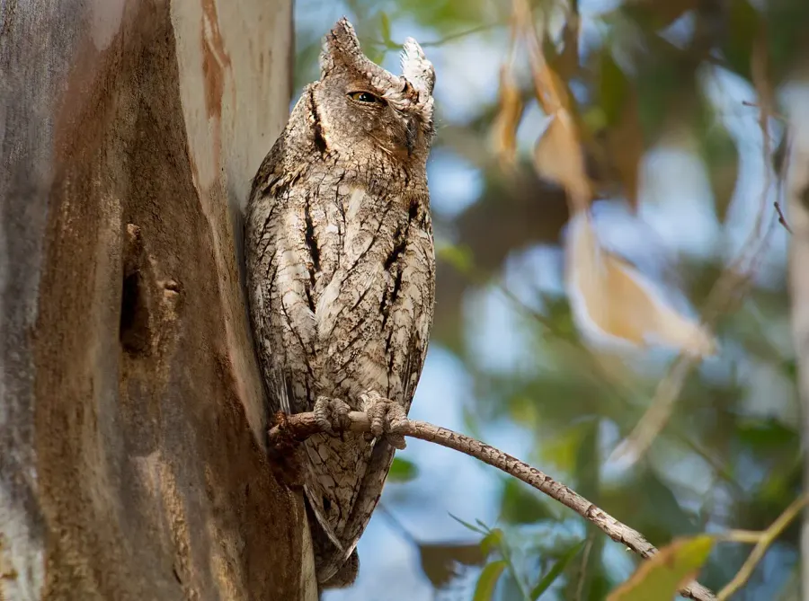 La carte Petit-duc scops