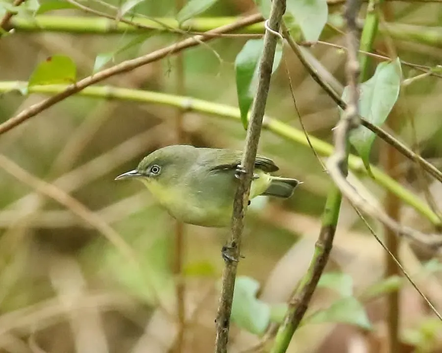 The Plain white-eye card