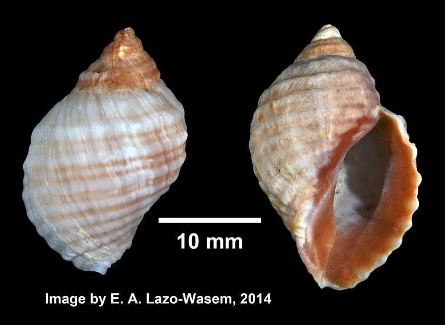 The Dog whelk card