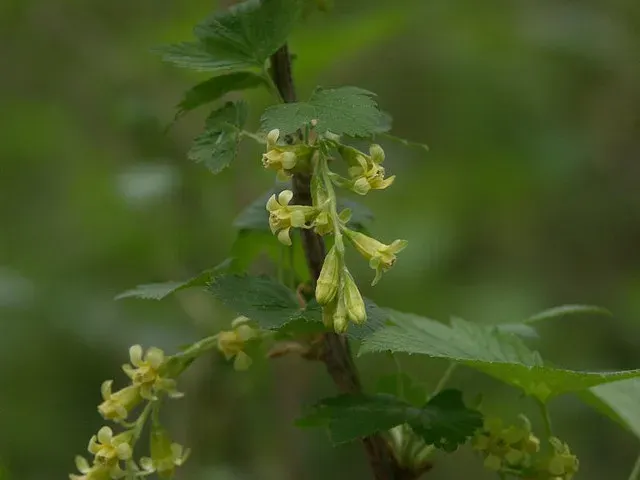 The Ribes americanum card