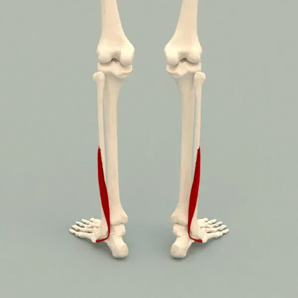 The Fibularis brevis card