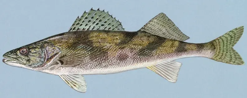 The Sauger card