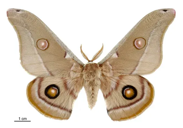 The Moth card