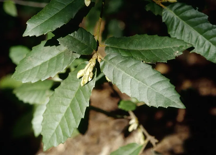 La carte Notholithocarpus densiflorus
