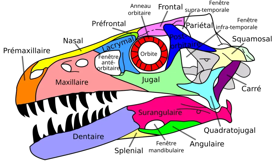 The Squamosal bone card