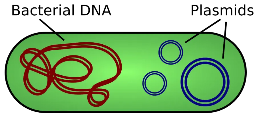 The Plasmid card