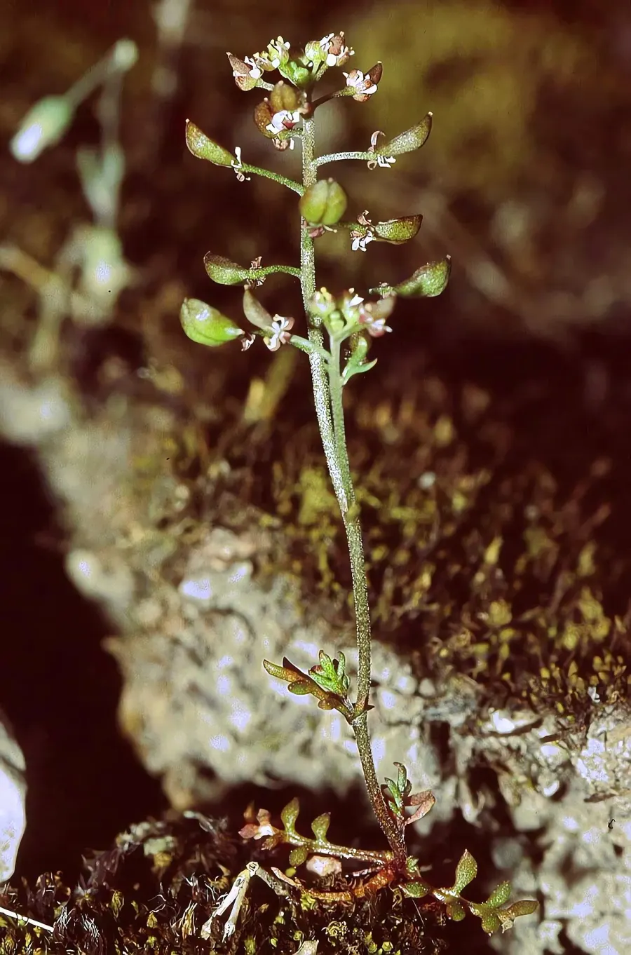 The Hornungia petraea card