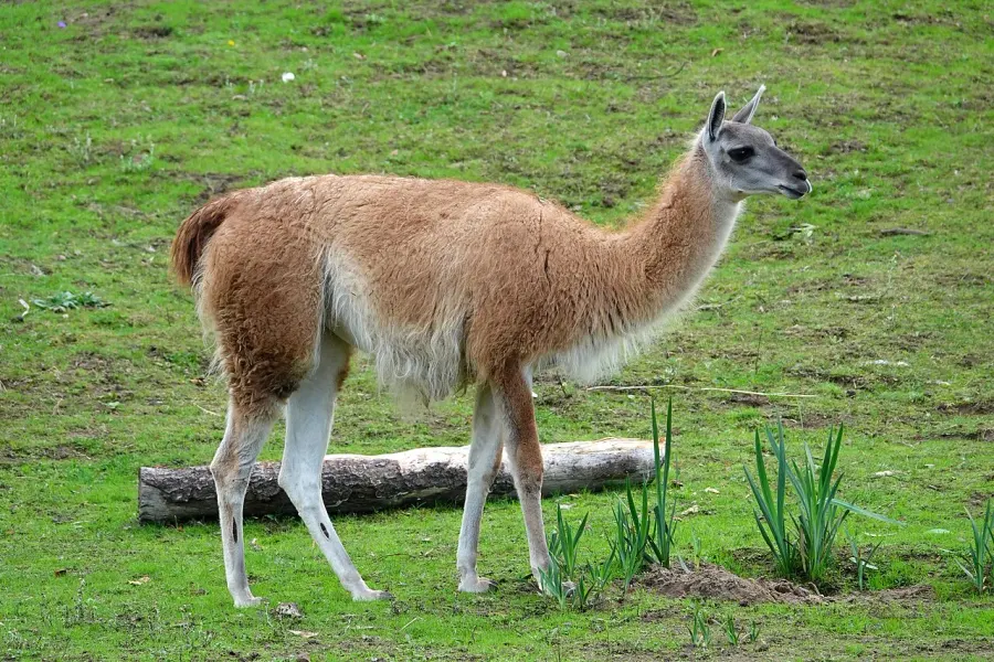 La carte Guanaco