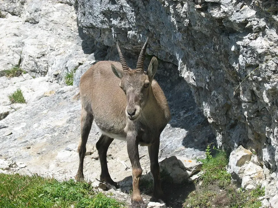 La carte Capra
