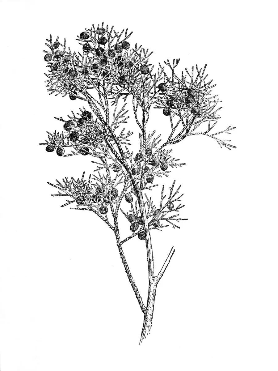La carte Juniperus barbadensis