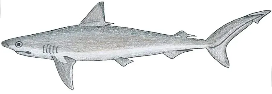 The Caribbean sharpnose shark card