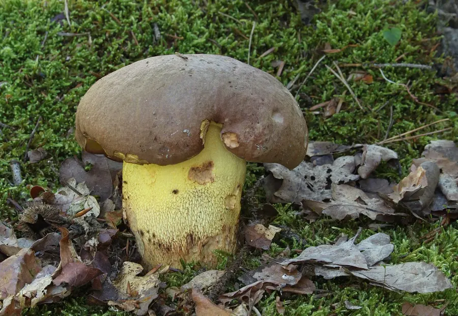 La carte Butyriboletus