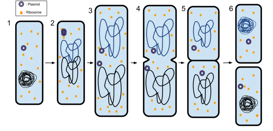The Asexual reproduction card