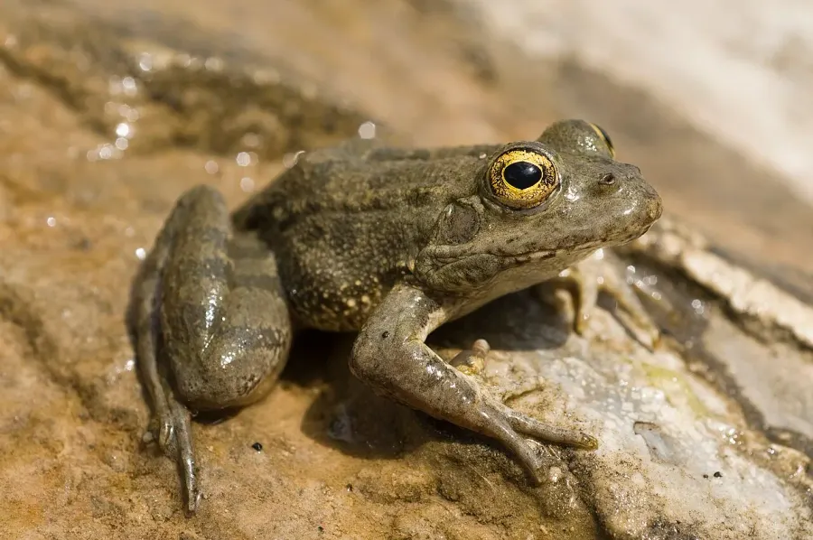 The Karpathos frog card