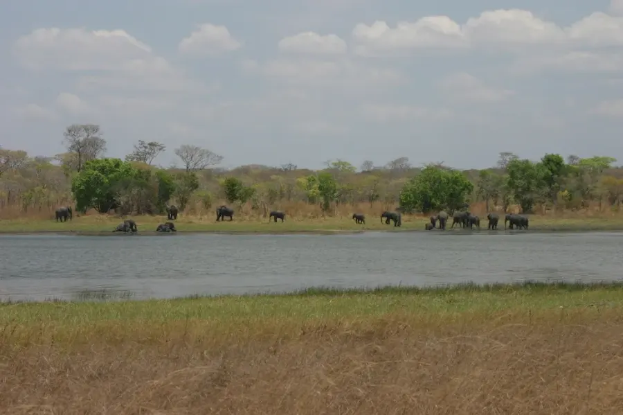 The Kasungu National Park card
