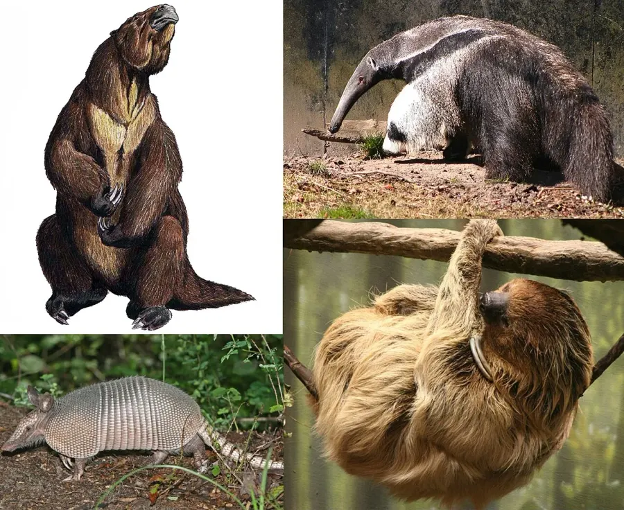 La carte Xenarthra